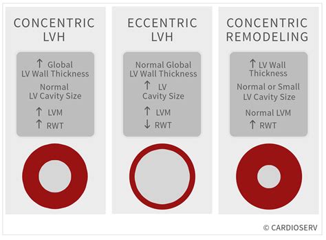 mildly increased lv wall thickness|what is mild concentric hypertrophy.